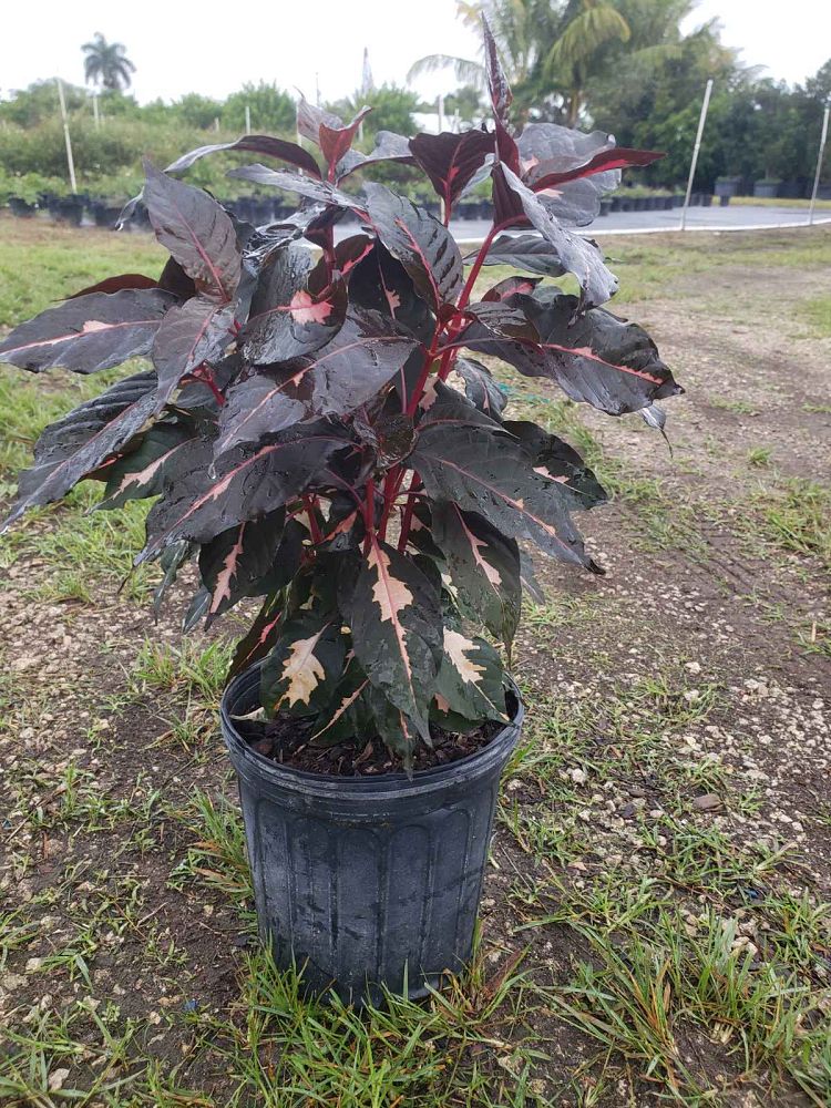 graptophyllum-pictum-jamaican-croton-caricature-plant