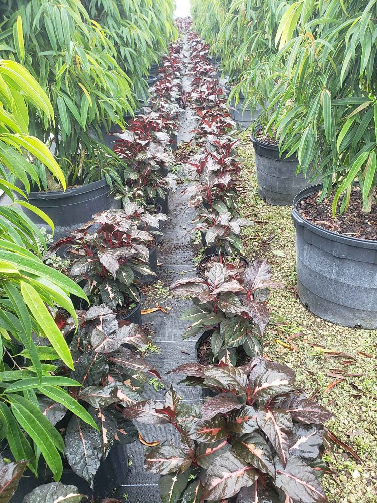 graptophyllum-pictum-jamaican-croton-caricature-plant