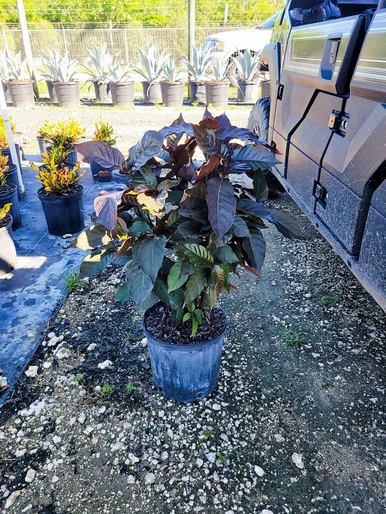 graptophyllum-pictum-jamaican-croton-caricature-plant
