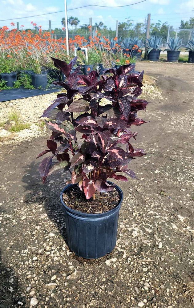 graptophyllum-pictum-jamaican-croton-caricature-plant