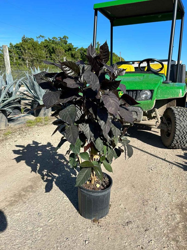 graptophyllum-pictum-jamaican-croton-caricature-plant