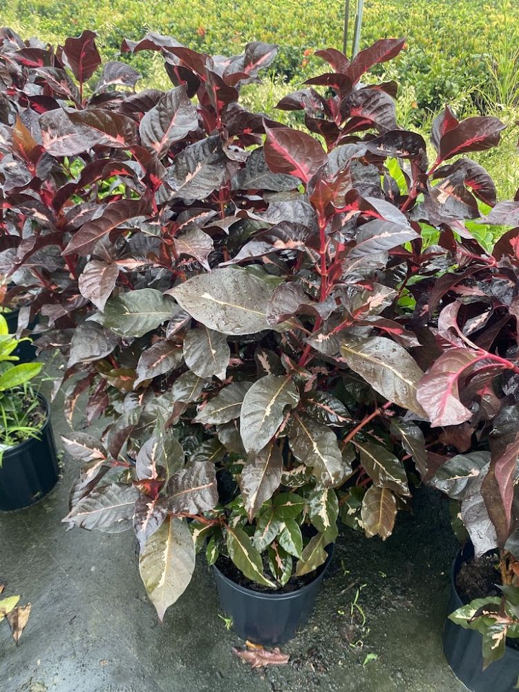 graptophyllum-pictum-jamaican-croton-caricature-plant