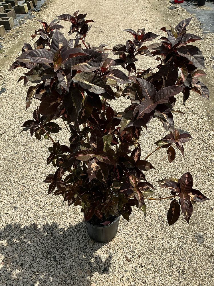 graptophyllum-pictum-jamaican-croton-caricature-plant