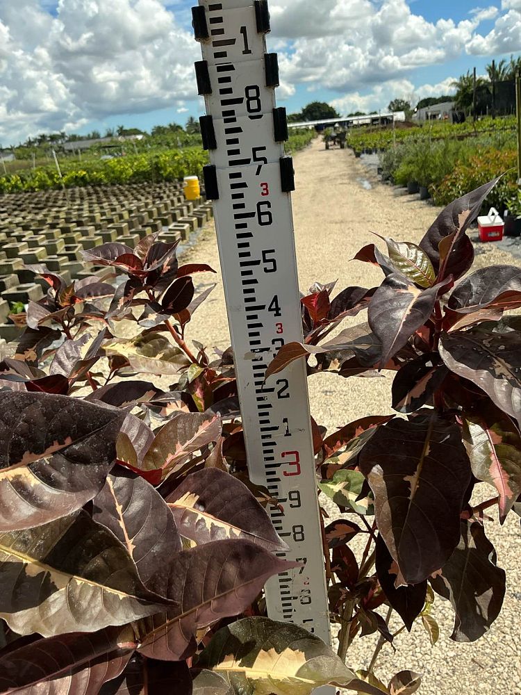 graptophyllum-pictum-jamaican-croton-caricature-plant