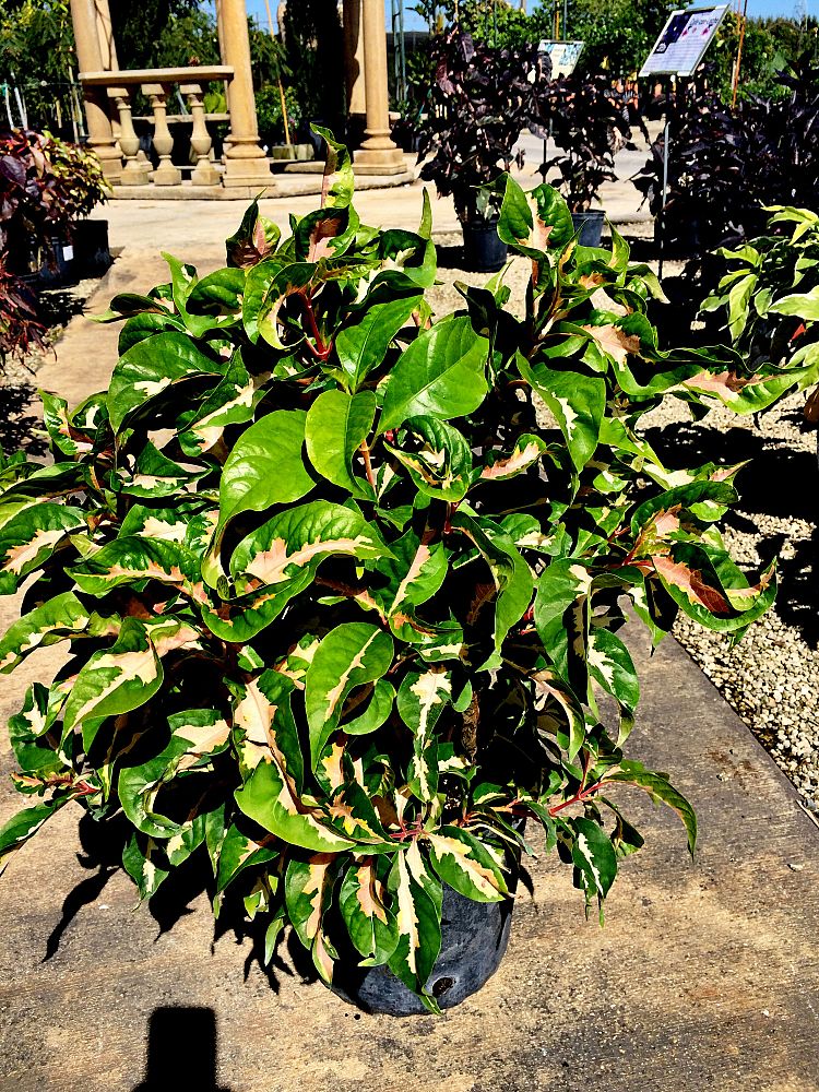 graptophyllum-pictum-tricolor-jamaican-croton-caricature-plant
