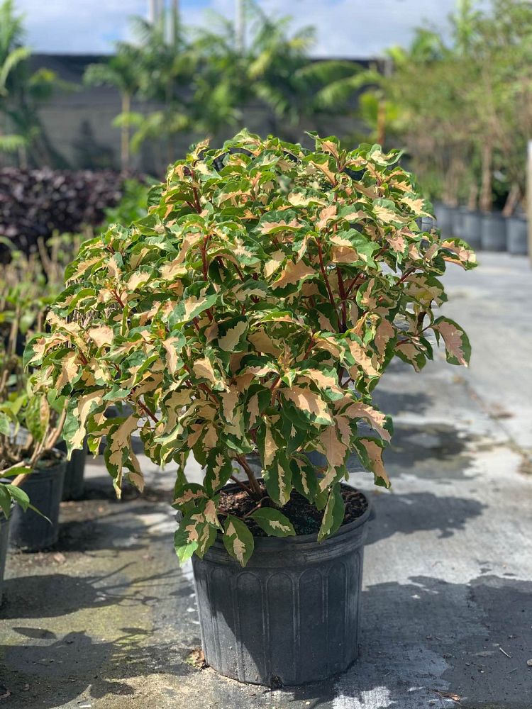 graptophyllum-pictum-tricolor-jamaican-croton-caricature-plant