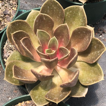graptoveria-fred-ives