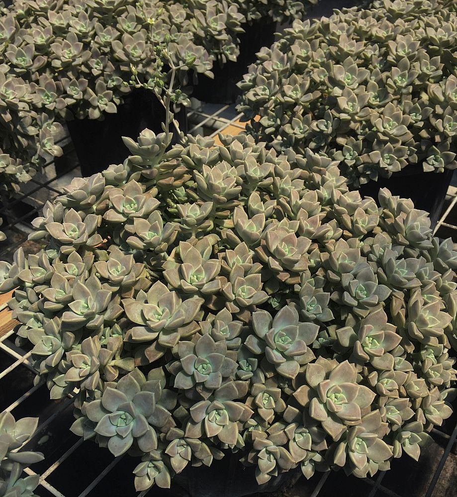 graptoveria-paraguayense