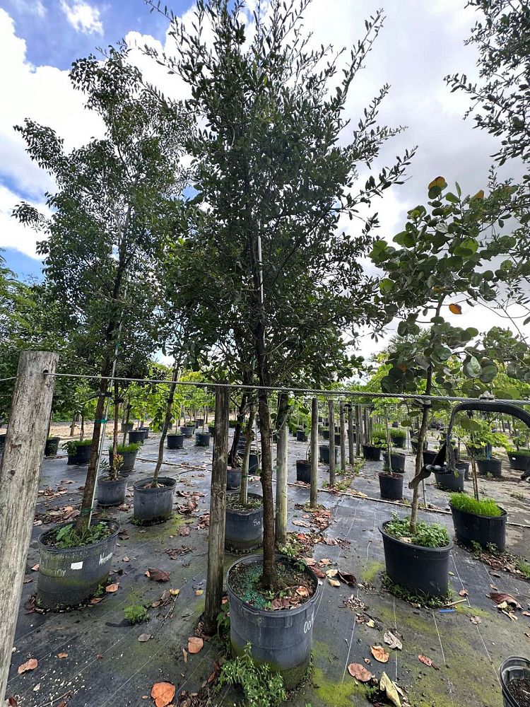 grevillea-robusta-silk-oak