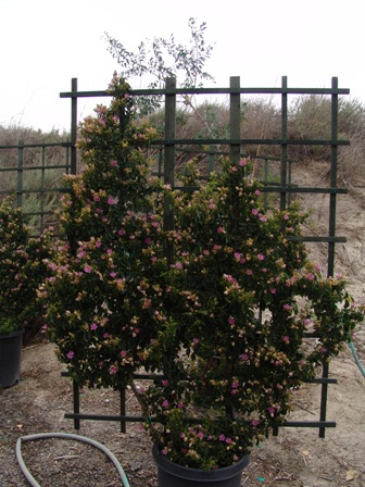 grewia-occidentalis-buttonwood-four-corner-lavender-star-flower-crossberry