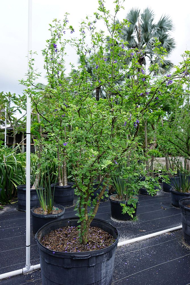 guaiacum-coulteri-guayacan