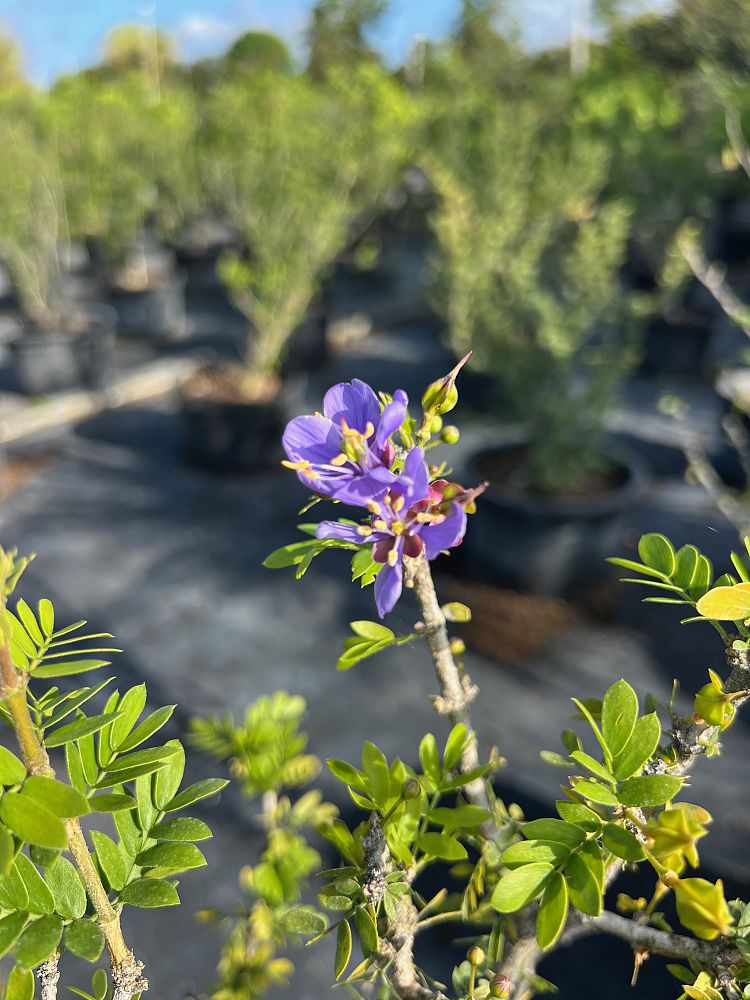 guaiacum-coulteri-guayacan