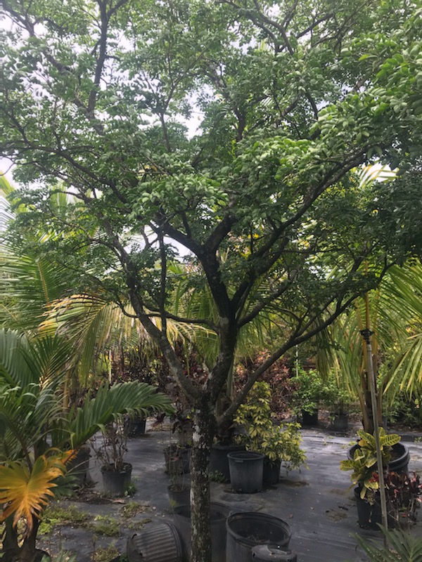 guaiacum-lignum-vitae