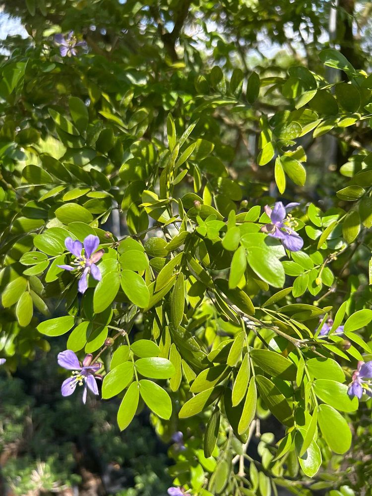 guaiacum-lignum-vitae