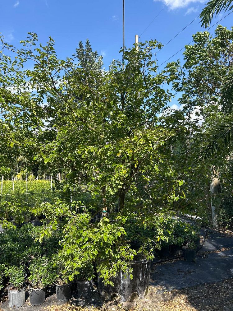 guaiacum-lignum-vitae
