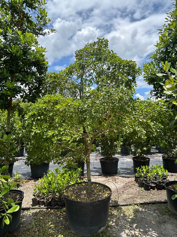guaiacum-lignum-vitae