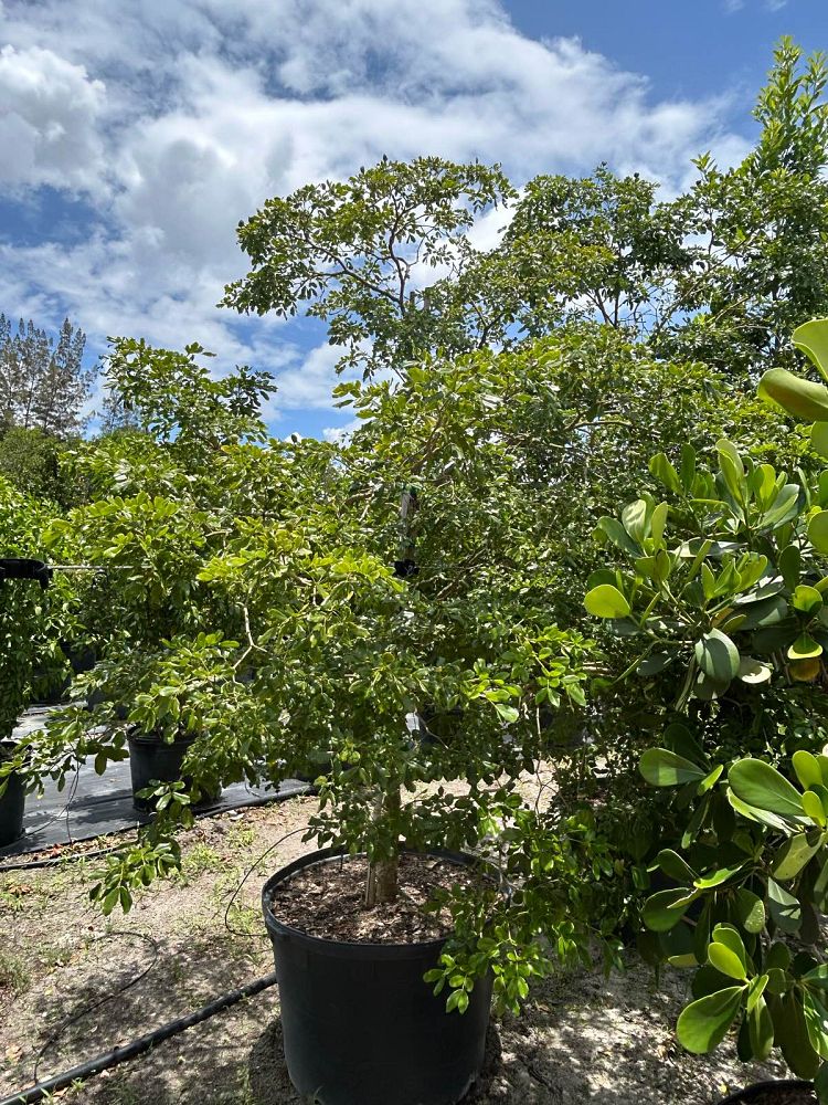 guaiacum-lignum-vitae