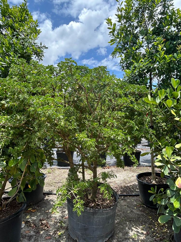 guaiacum-lignum-vitae