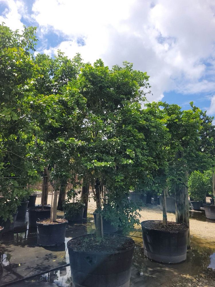 guaiacum-lignum-vitae