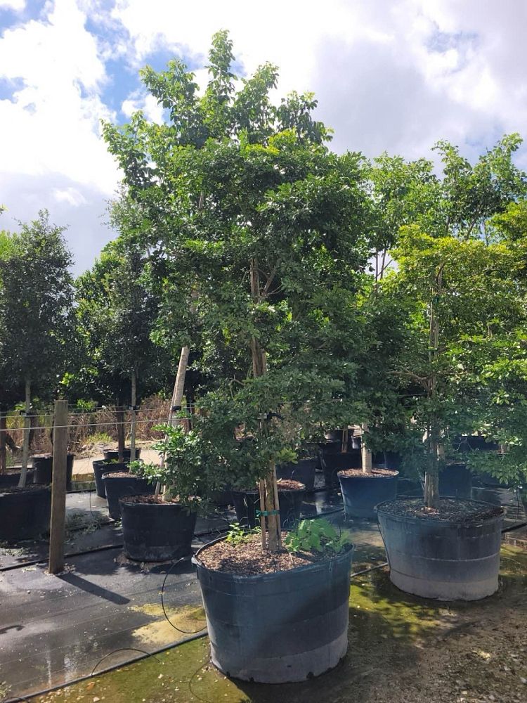 guaiacum-lignum-vitae