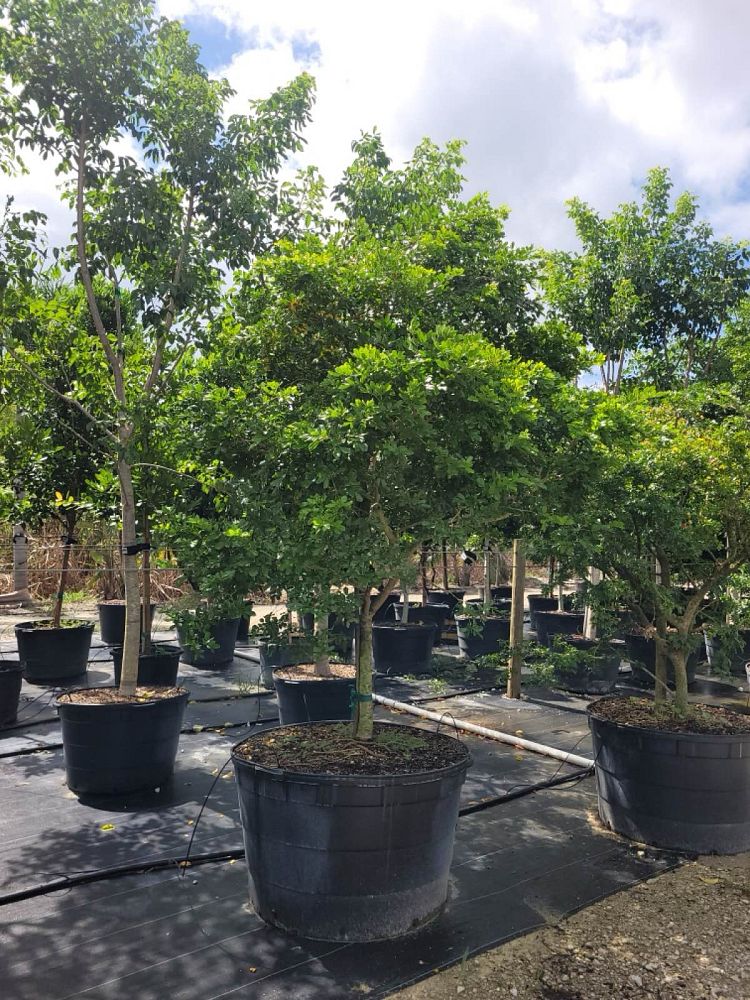 guaiacum-lignum-vitae