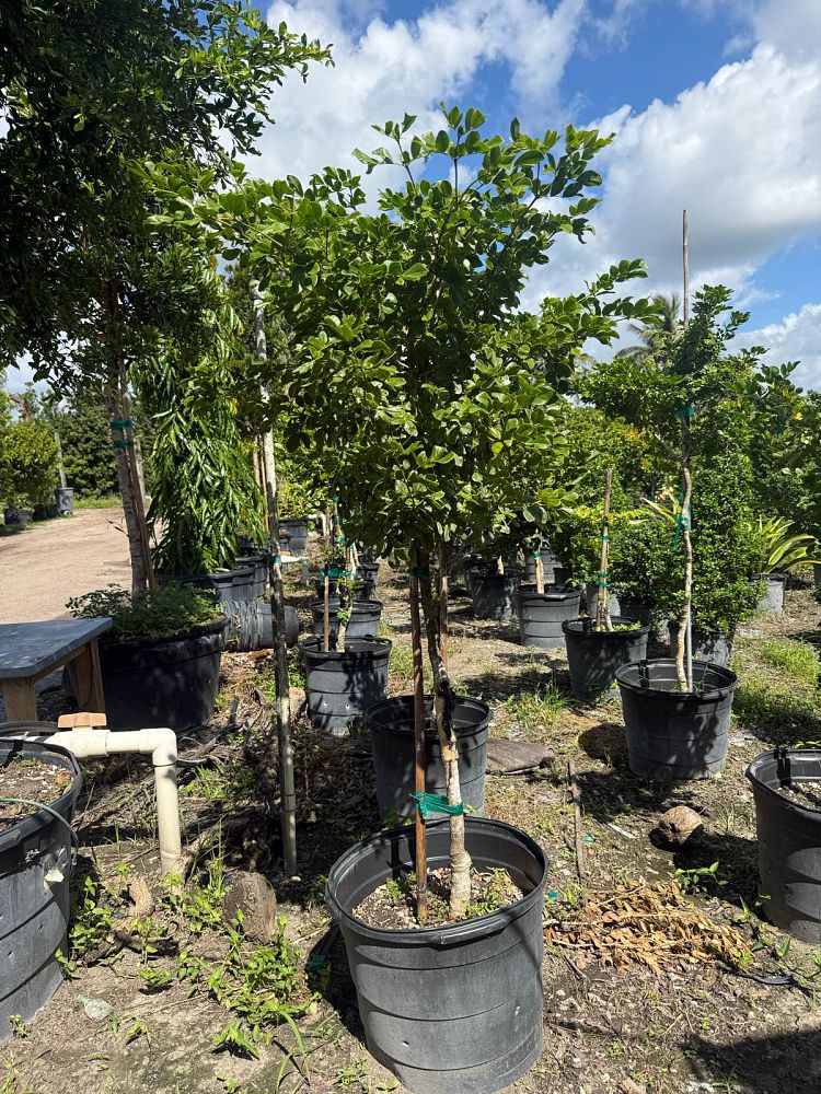 guaiacum-lignum-vitae