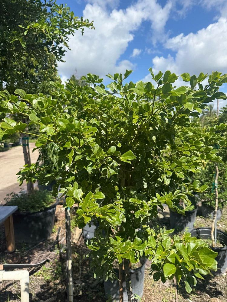 guaiacum-lignum-vitae