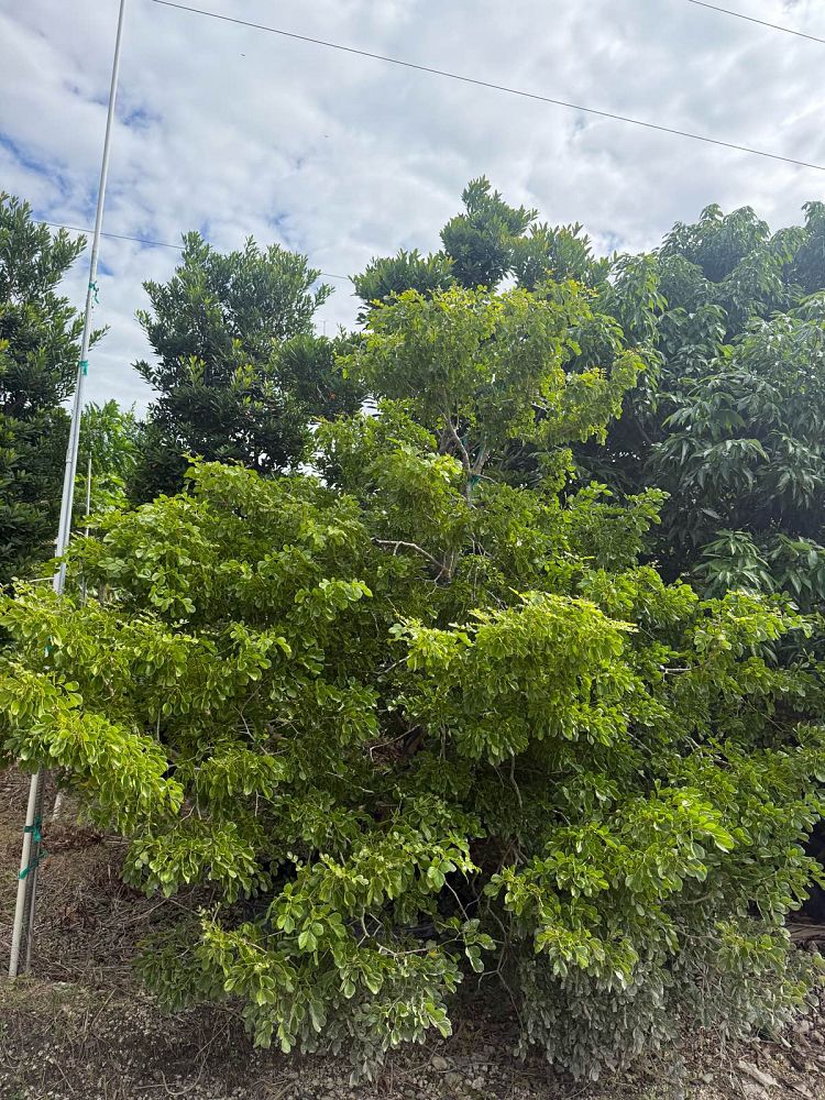 guaiacum-lignum-vitae