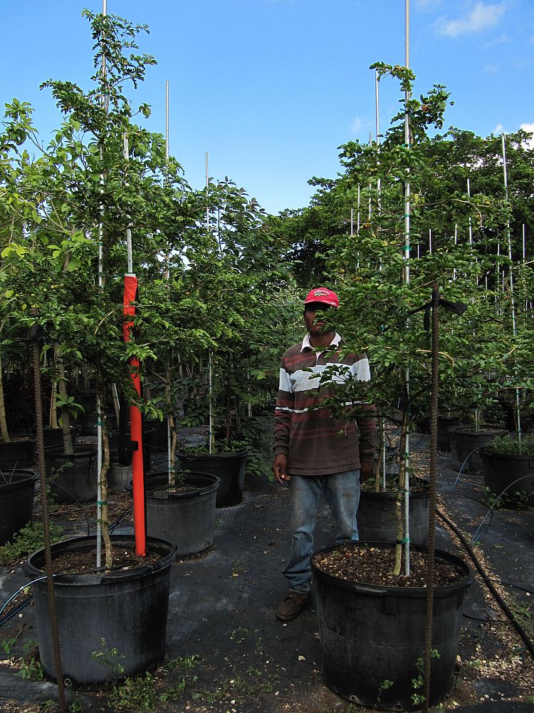 guaiacum-officinale-lignum-vitae