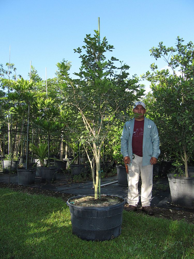 guaiacum-officinale-lignum-vitae