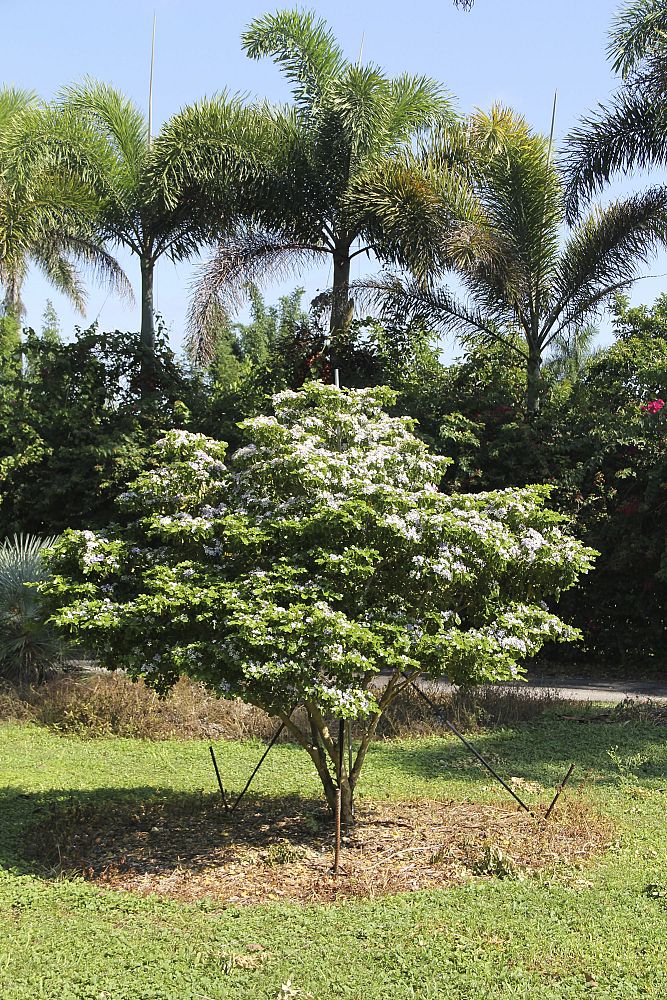 guaiacum-officinale-lignum-vitae
