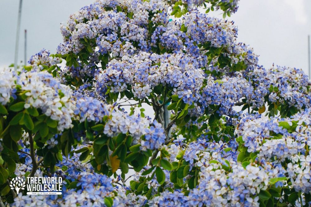 guaiacum-officinale-lignum-vitae