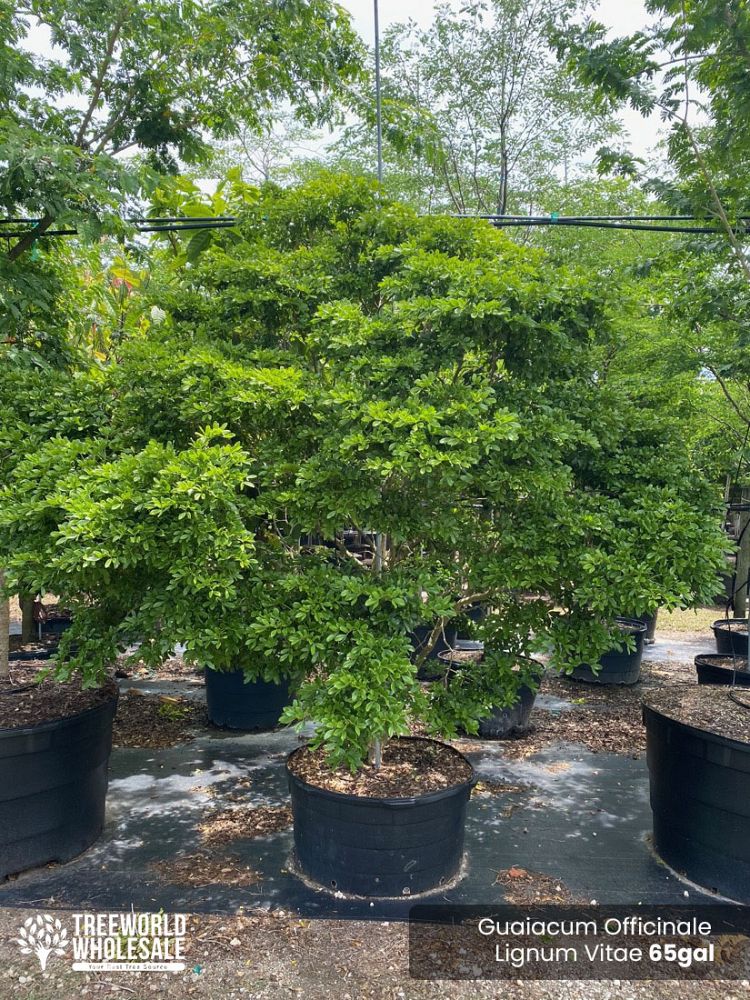 guaiacum-officinale-lignum-vitae