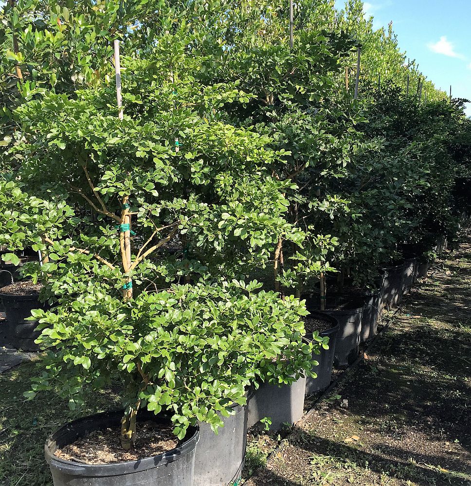 guaiacum-officinale-lignum-vitae