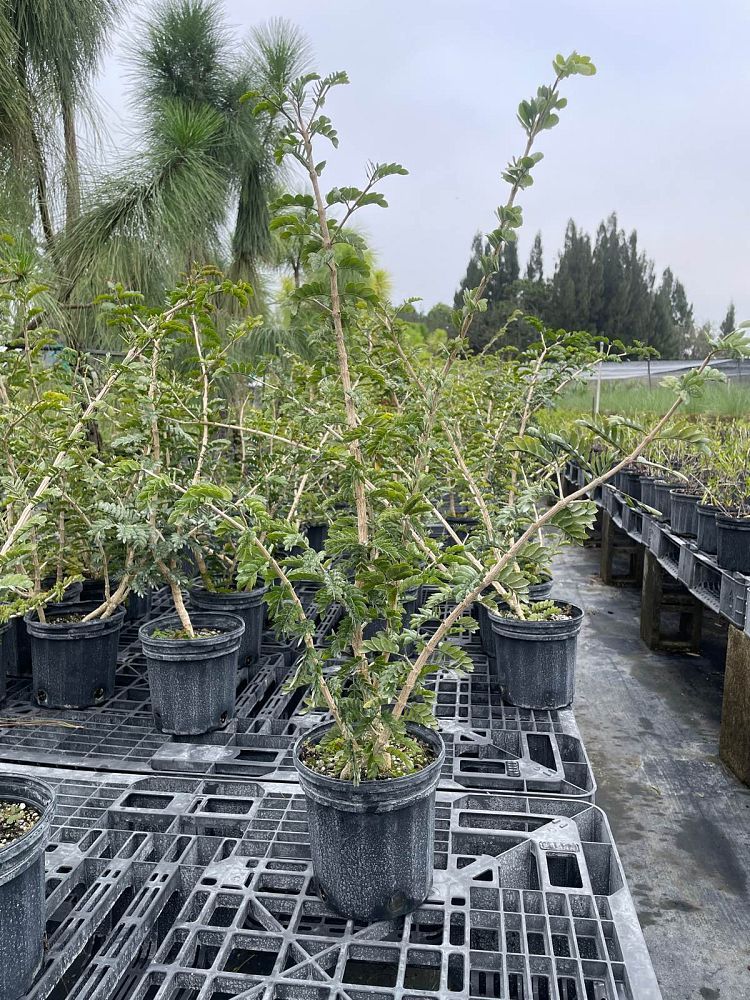 guaiacum-officinale-lignum-vitae