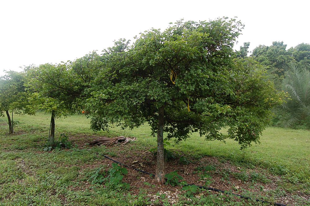 guaiacum-officinale-lignum-vitae