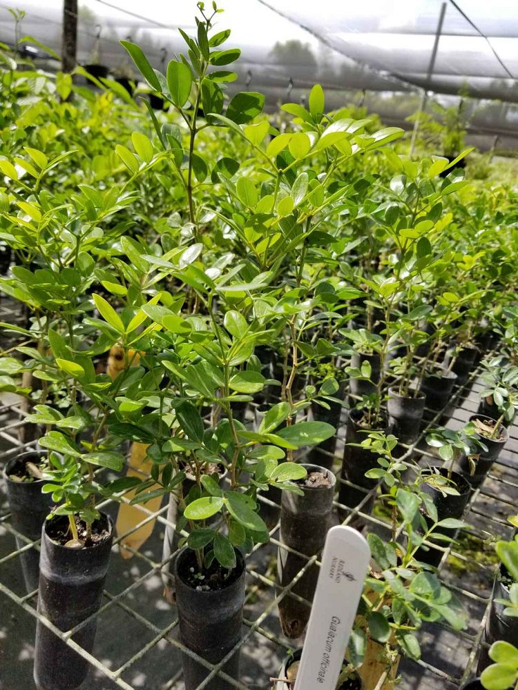 guaiacum-officinale-lignum-vitae