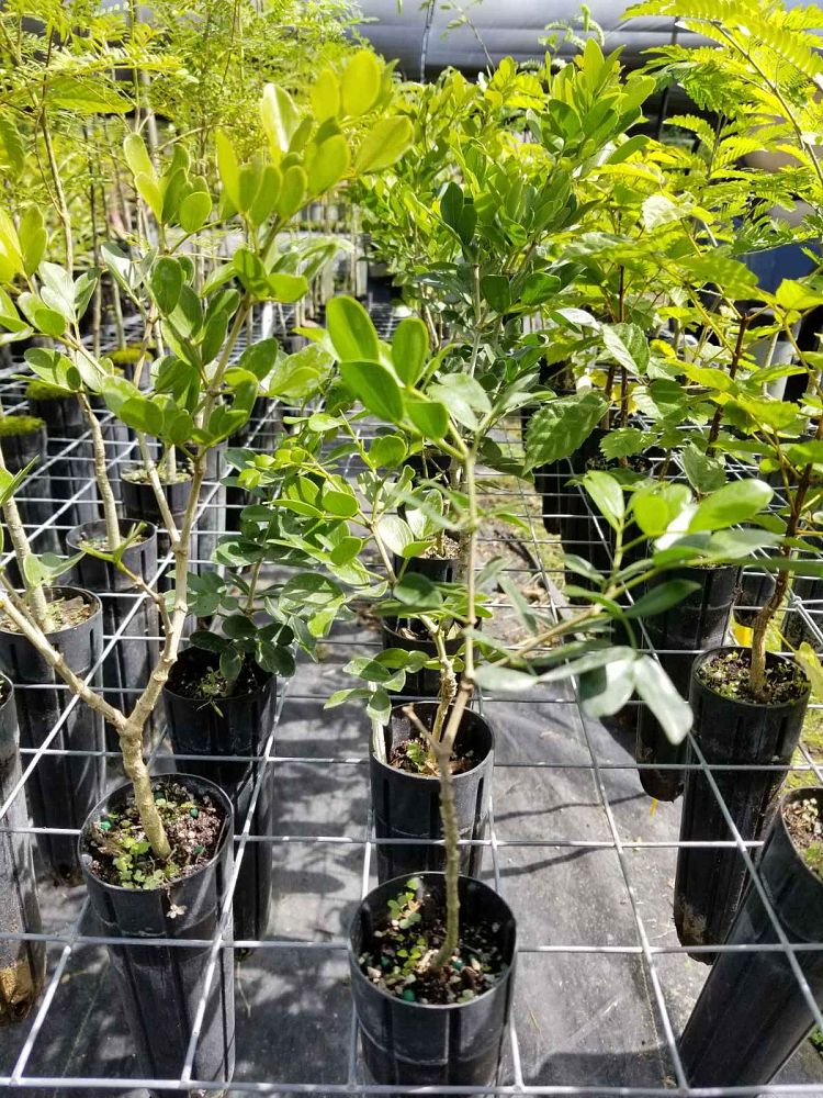guaiacum-officinale-lignum-vitae