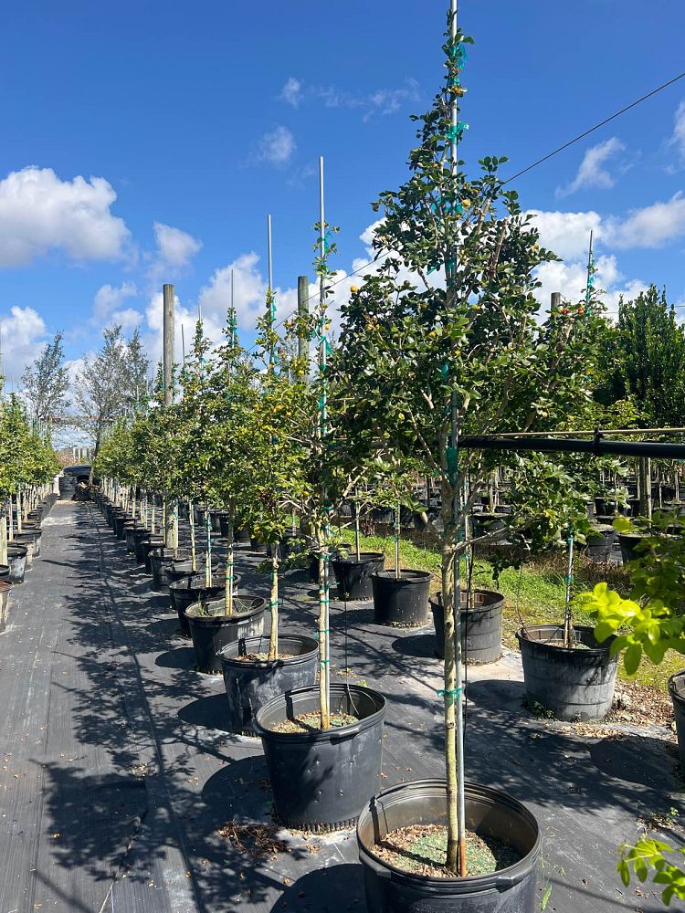 guaiacum-officinale-lignum-vitae