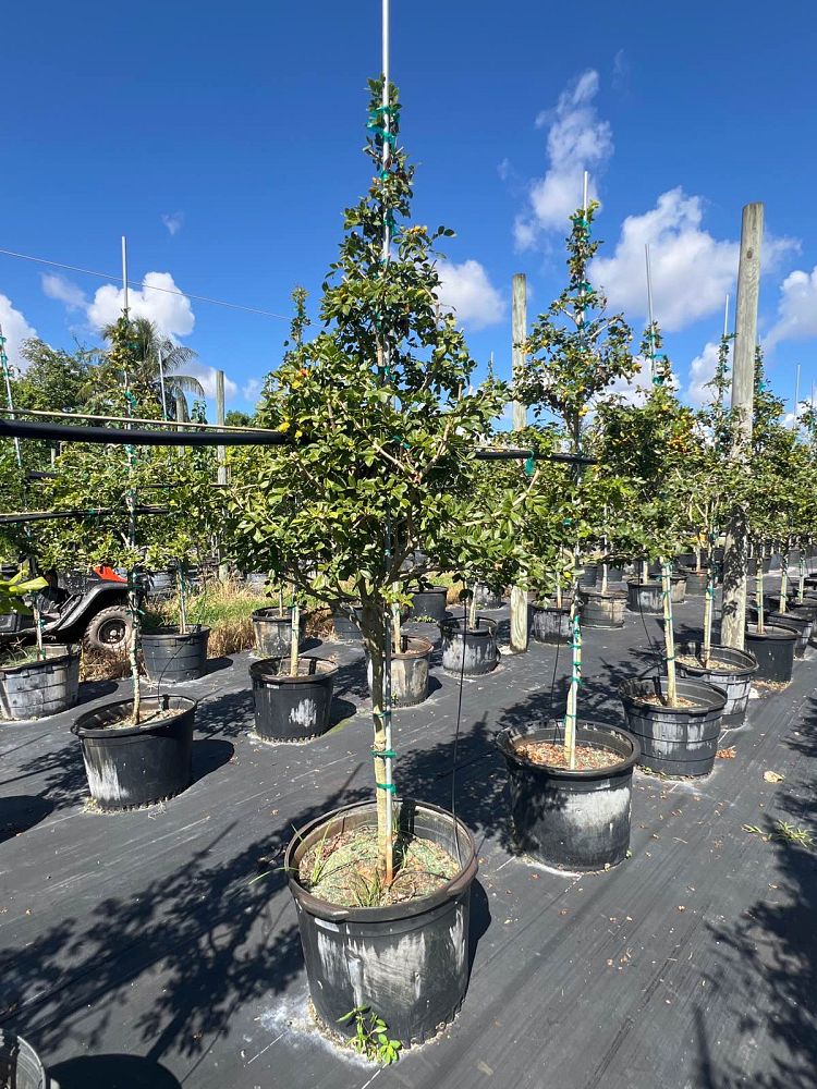 guaiacum-officinale-lignum-vitae