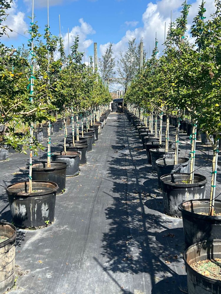 guaiacum-officinale-lignum-vitae