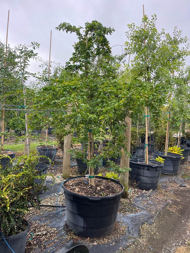 guaiacum-officinale-lignum-vitae