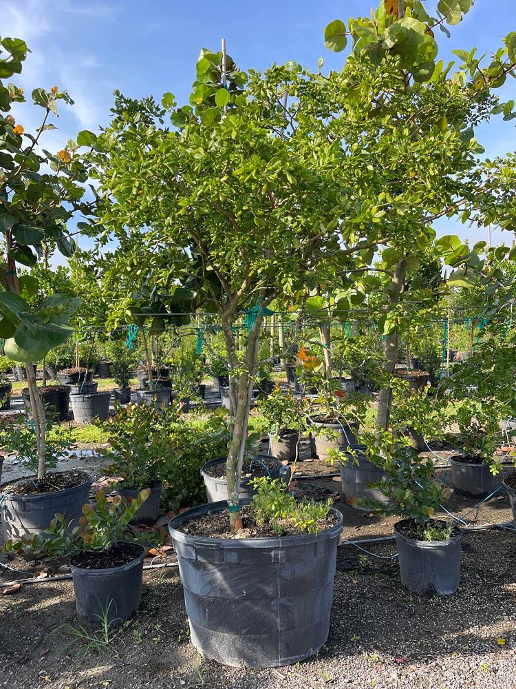 guaiacum-officinale-lignum-vitae