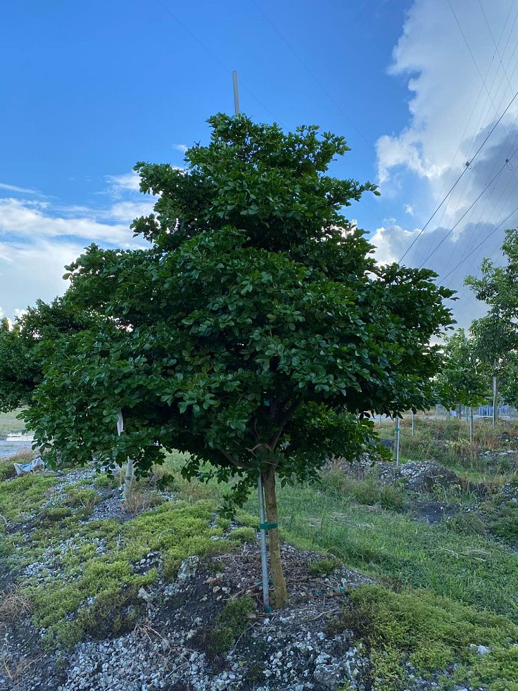 guaiacum-officinale-lignum-vitae
