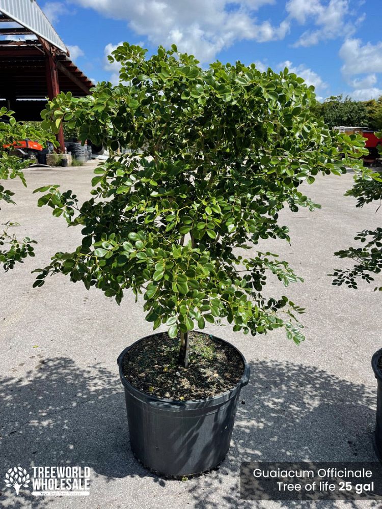 guaiacum-officinale-lignum-vitae
