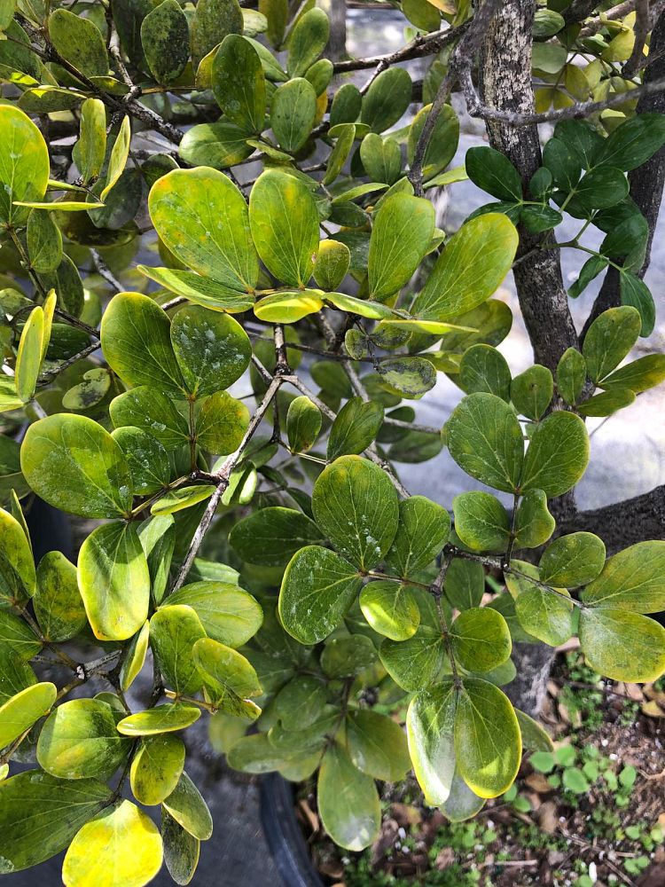 guaiacum-officinale-lignum-vitae