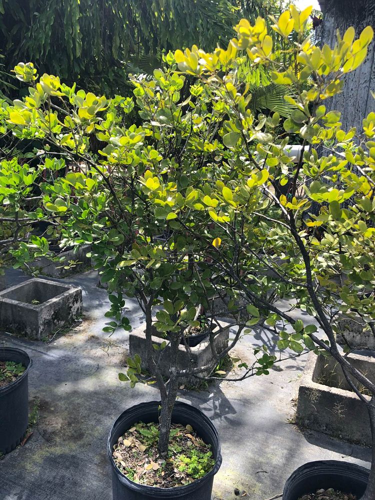 guaiacum-officinale-lignum-vitae