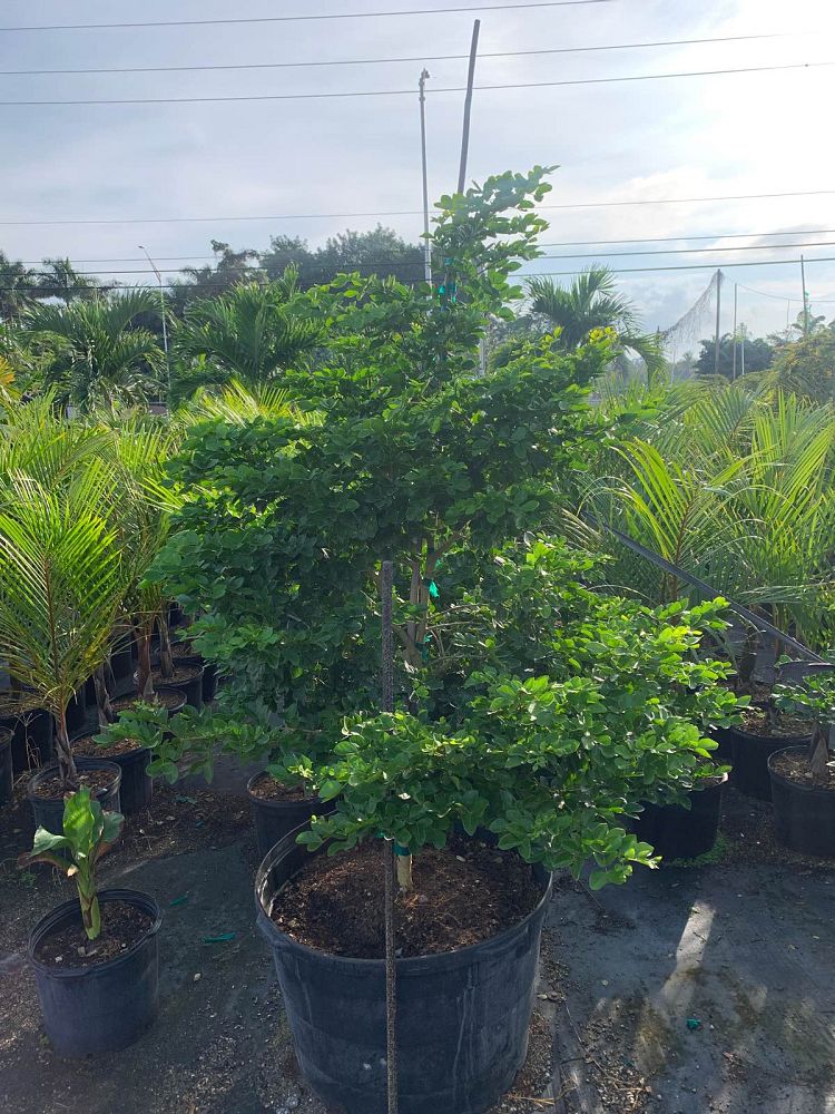 guaiacum-officinale-lignum-vitae