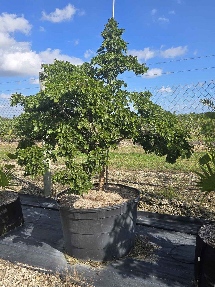 guaiacum-officinale-lignum-vitae