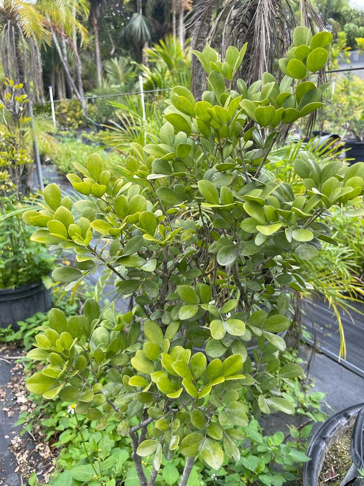 guaiacum-officinale-lignum-vitae